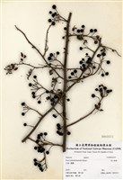 藏品(高山薔薇)的圖片